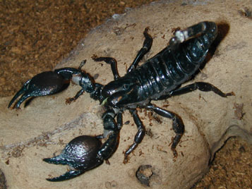 Che sia un Euscorpius troppo cresciuto?