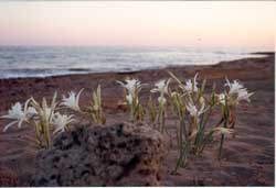 Clicca_per_Ingrandire